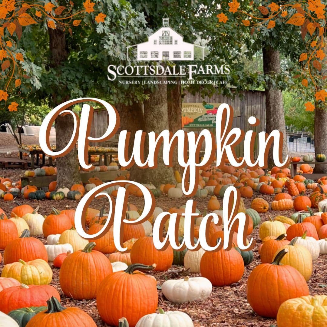 Pumpkin Patch at Scottsdale Farms - Saturdays and Sundays through October